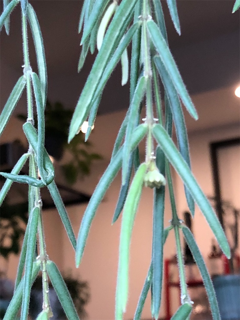f:id:tef_rose:20190915015523j:image