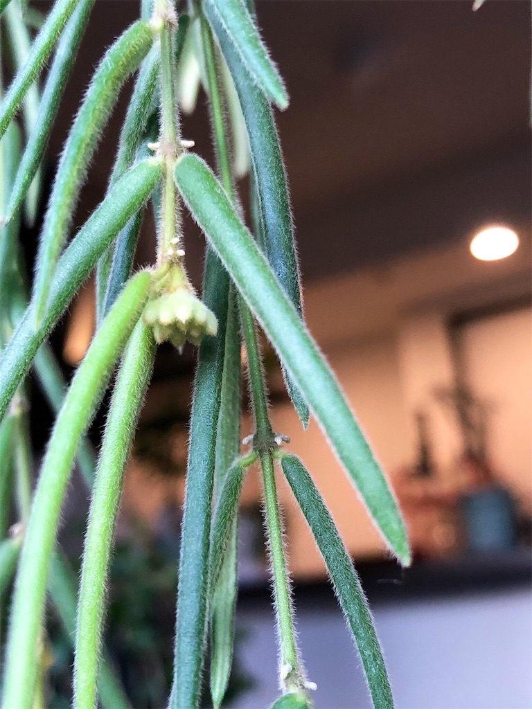 f:id:tef_rose:20190915015528j:image