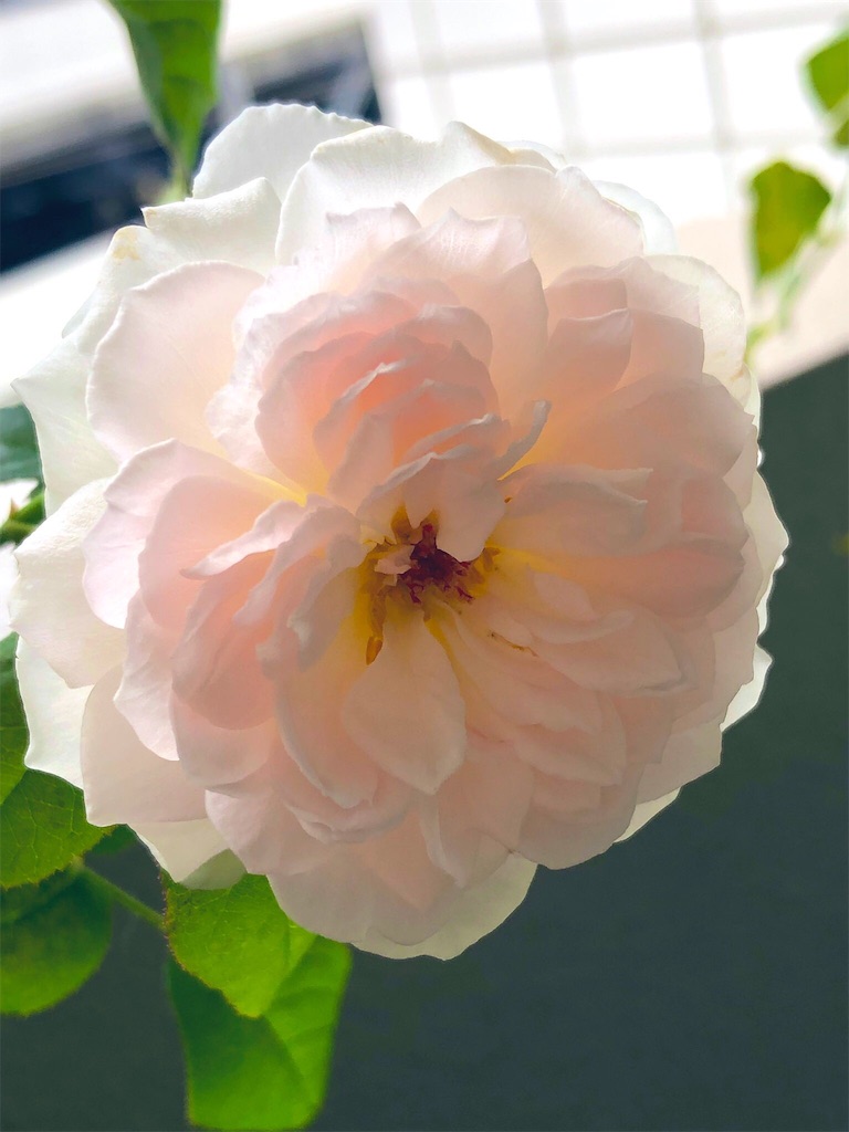 f:id:tef_rose:20190916005647j:image