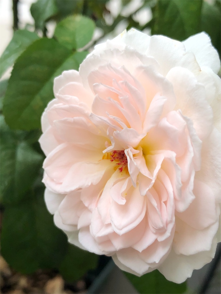 f:id:tef_rose:20190916005649j:image