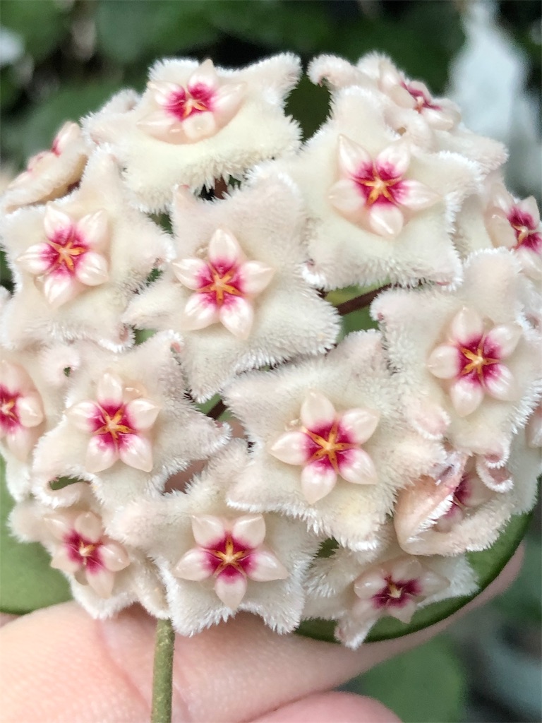 f:id:tef_rose:20190916022035j:image