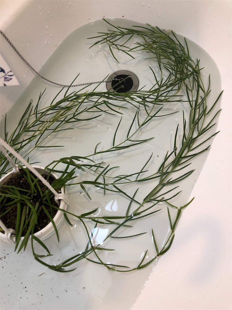 f:id:tef_rose:20190916033909j:image