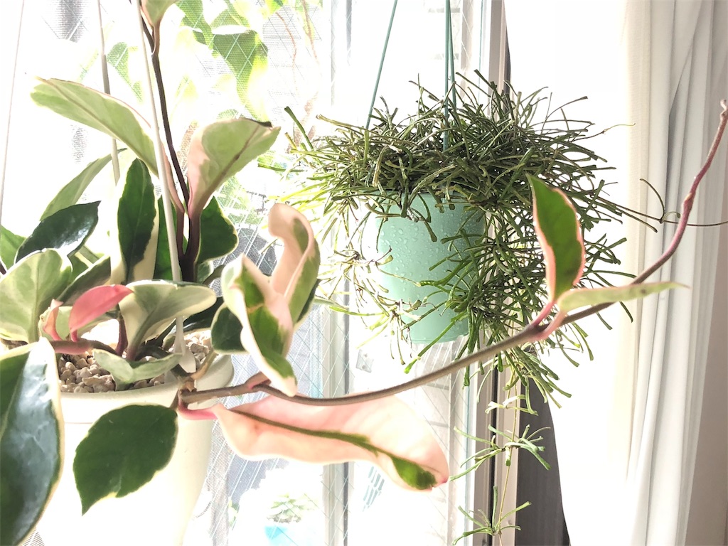 f:id:tef_rose:20190916034024j:image