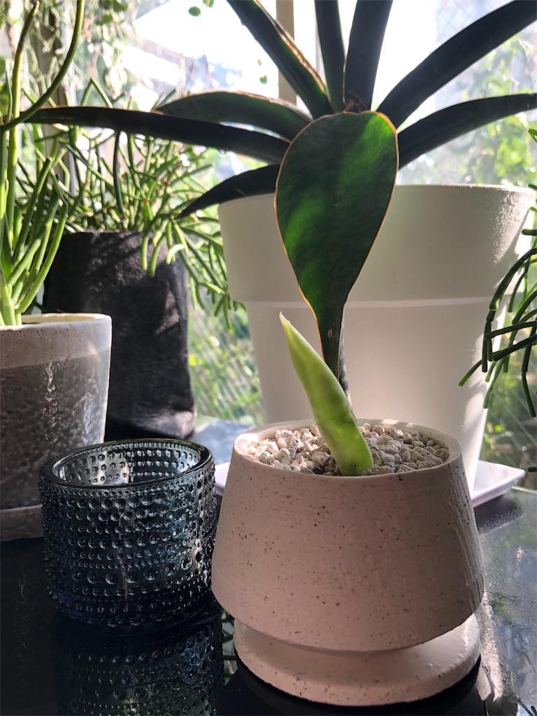 f:id:tef_rose:20190917031016j:image