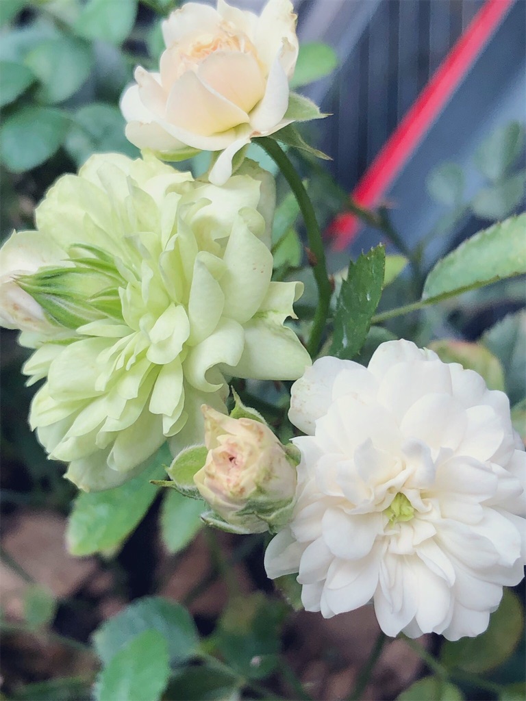 f:id:tef_rose:20190919032558j:image f:id:tef_rose:20190919032558j:image