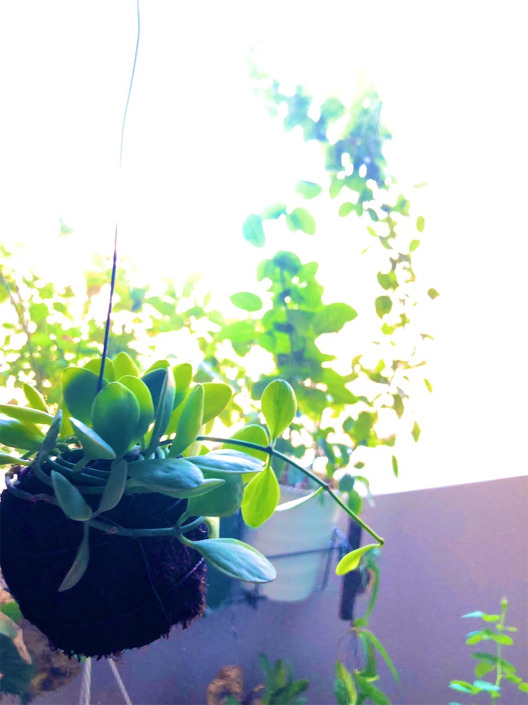 f:id:tef_rose:20190919032605j:image f:id:tef_rose:20190919032605j:image