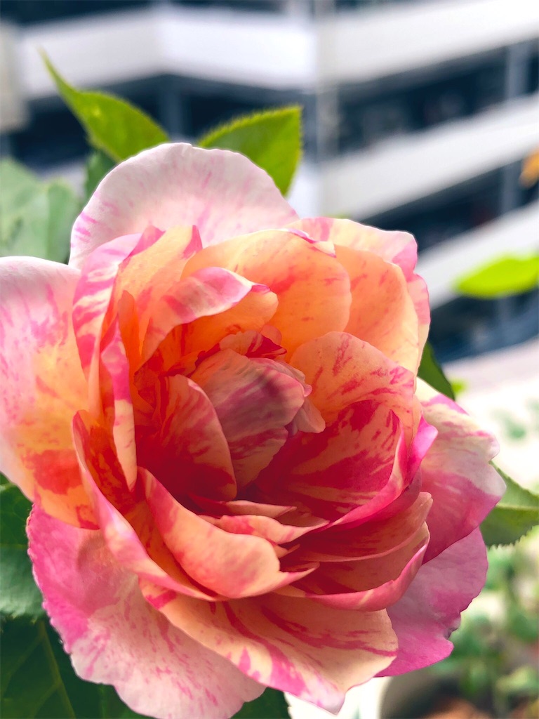 f:id:tef_rose:20190919032609j:image f:id:tef_rose:20190919032609j:image