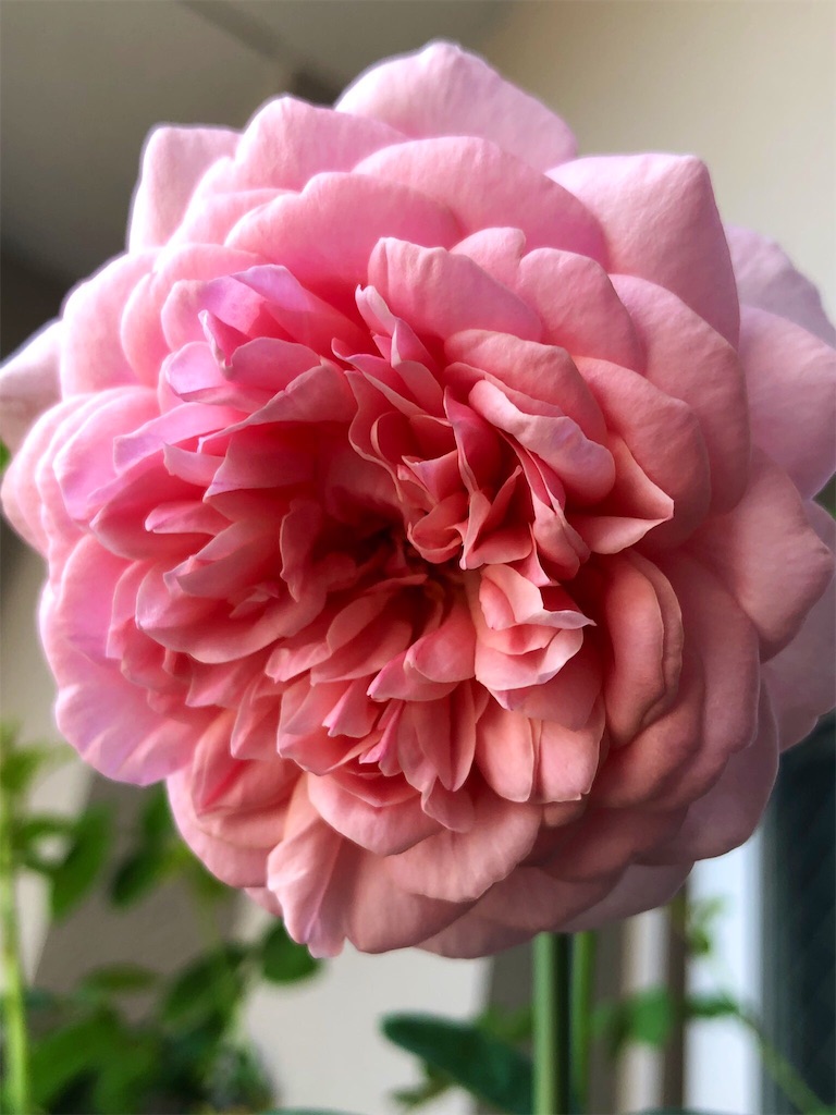 f:id:tef_rose:20190919032612j:image f:id:tef_rose:20190919032612j:image