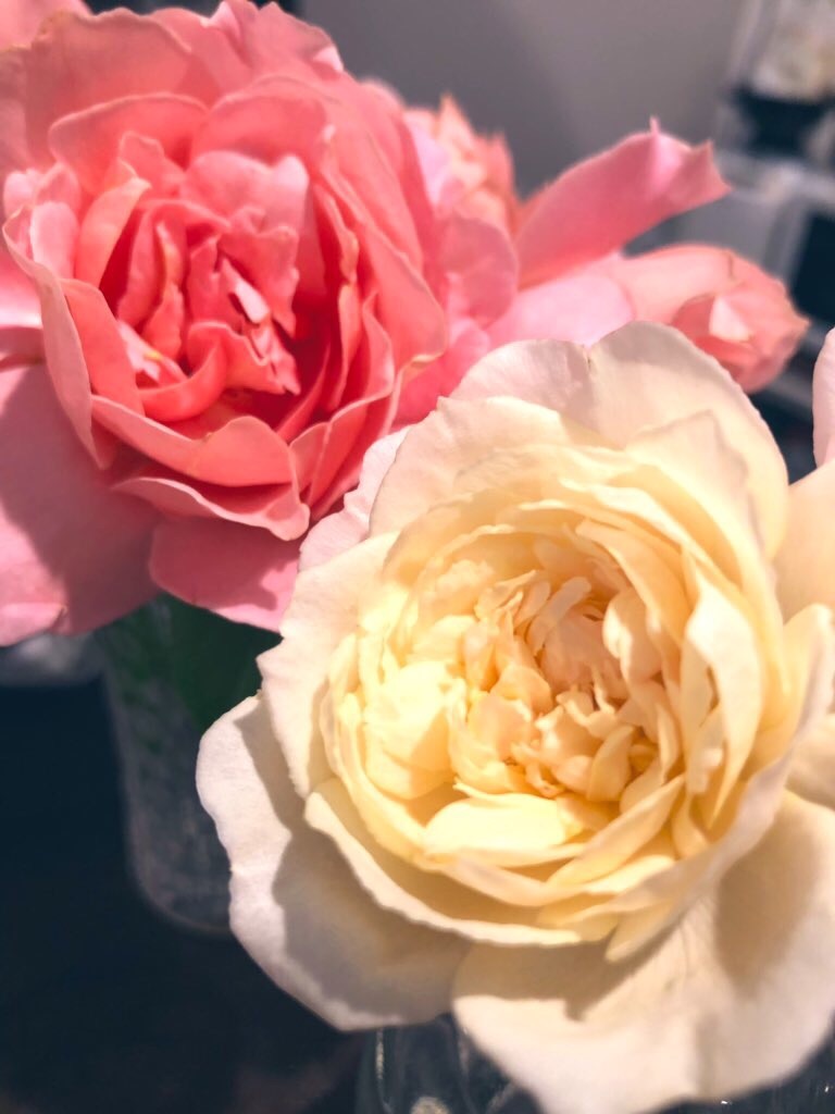 f:id:tef_rose:20190926200329j:image f:id:tef_rose:20190926200329j:image
