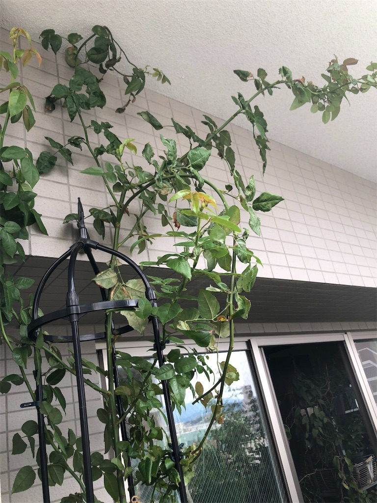 f:id:tef_rose:20190926200338j:image f:id:tef_rose:20190926200338j:image