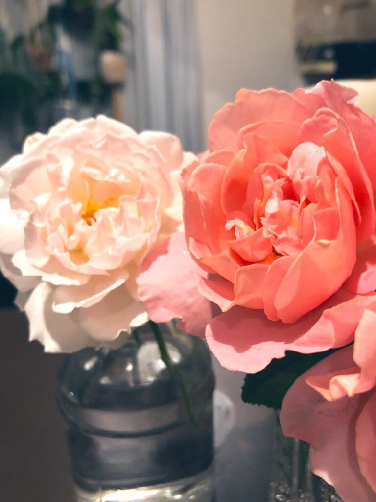 f:id:tef_rose:20190926200341j:image f:id:tef_rose:20190926200341j:image
