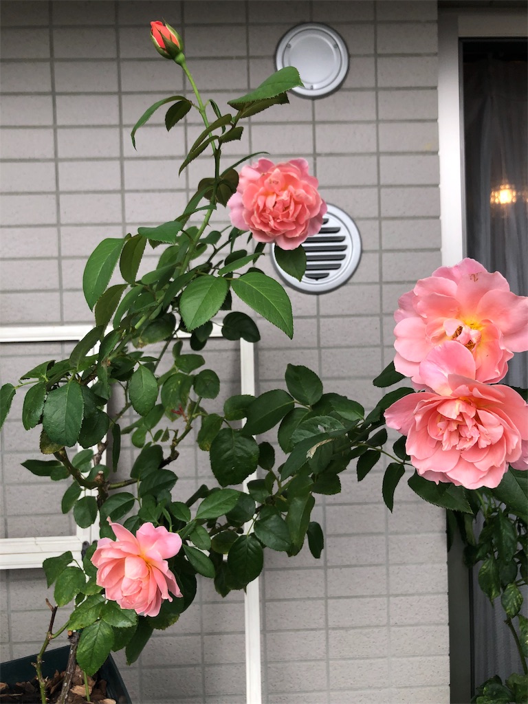 f:id:tef_rose:20190926201943j:image f:id:tef_rose:20190926201943j:image