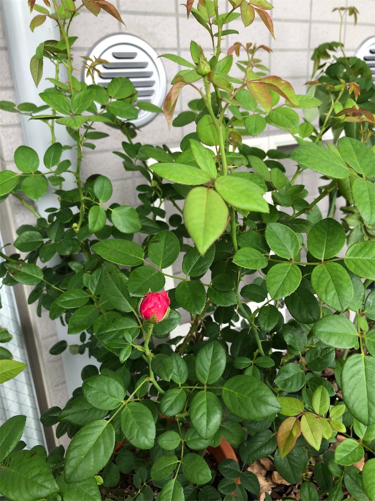 f:id:tef_rose:20190926202934j:image f:id:tef_rose:20190926202934j:image