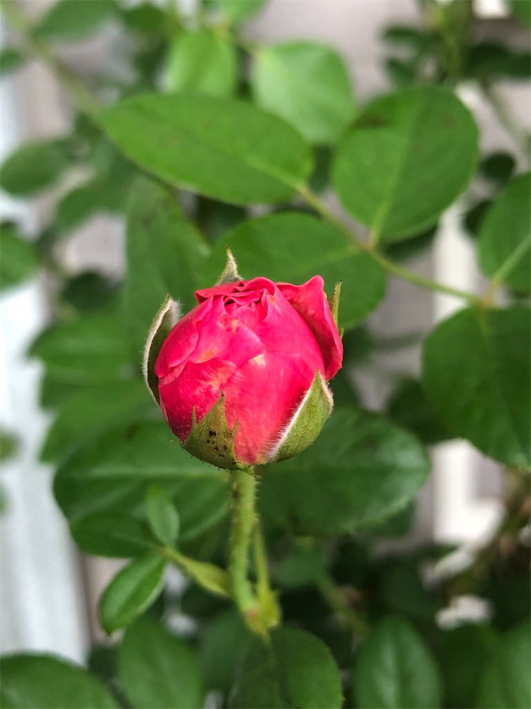 f:id:tef_rose:20190926203011j:image f:id:tef_rose:20190926203011j:image
