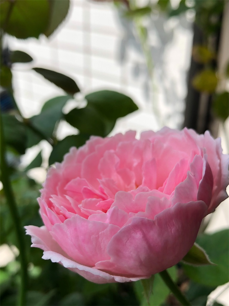 f:id:tef_rose:20190927204208j:image