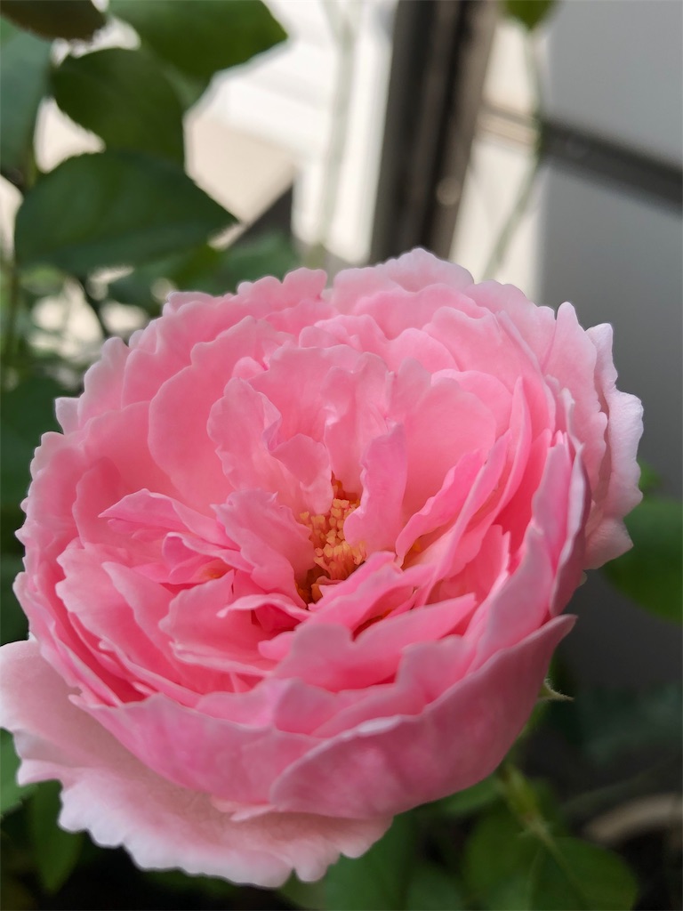 f:id:tef_rose:20190927204213j:image