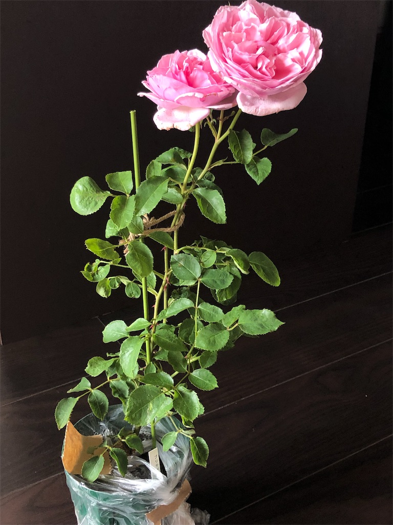 f:id:tef_rose:20190927204253j:image