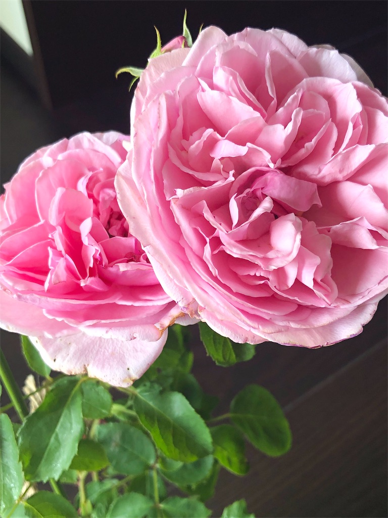 f:id:tef_rose:20190927204258j:image