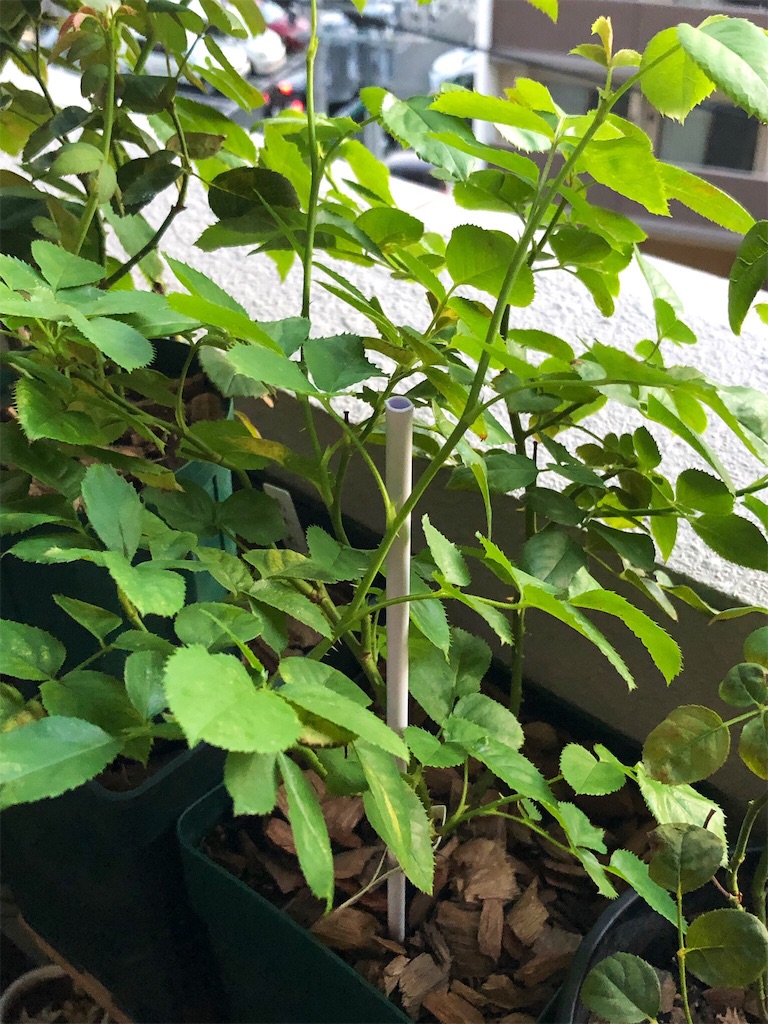 f:id:tef_rose:20190927204623j:image