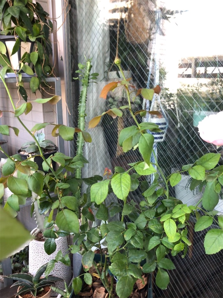 f:id:tef_rose:20190928180133j:image