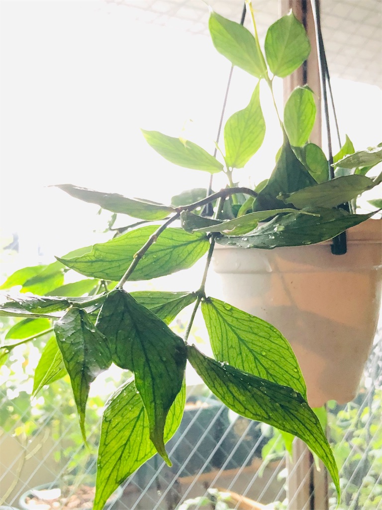 hoya polyneura ポリノーラ フィッシュテールホヤ - Tef's Garden