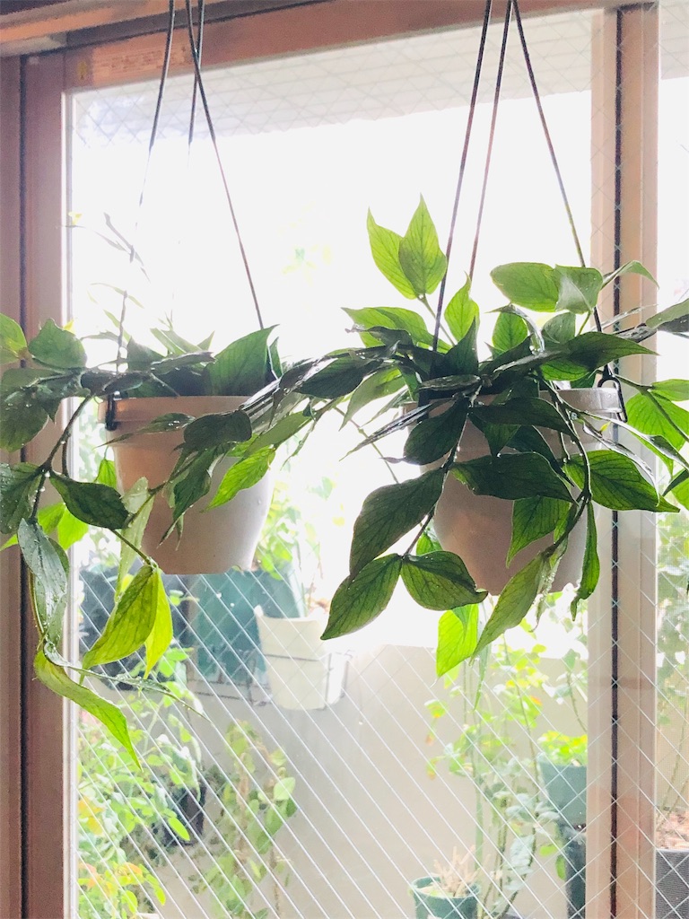 f:id:tef_rose:20190929152514j:image