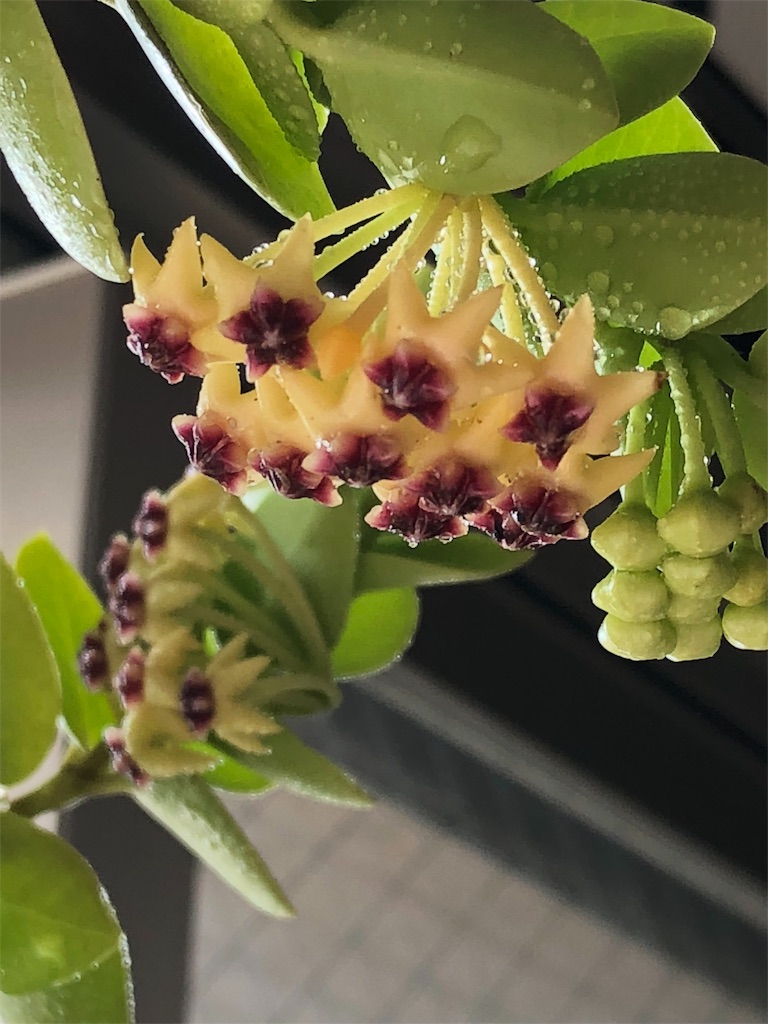 f:id:tef_rose:20190929153624j:image