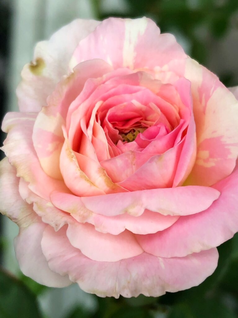 f:id:tef_rose:20191003213818j:image