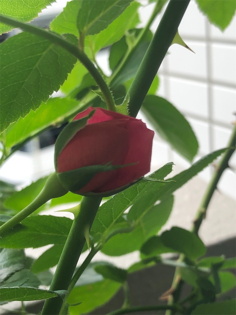 f:id:tef_rose:20191003213823j:image