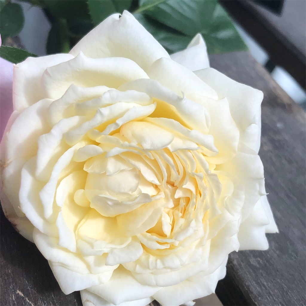 f:id:tef_rose:20191003213827j:image