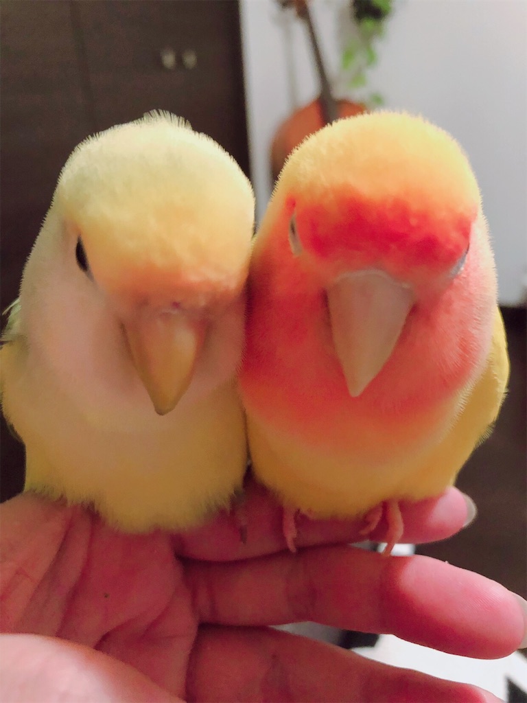f:id:tef_rose:20191003213831j:image