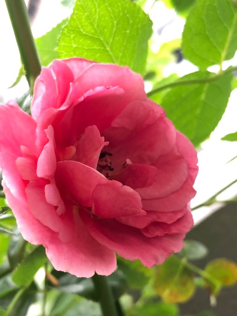 f:id:tef_rose:20191003213835j:image