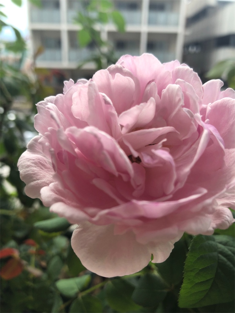 f:id:tef_rose:20191003213850j:image