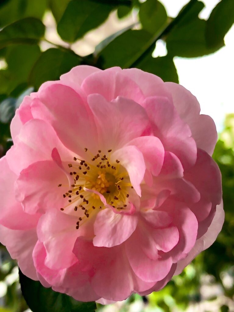 f:id:tef_rose:20191003213858j:image
