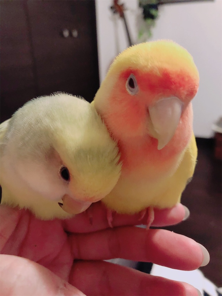 f:id:tef_rose:20191003213901j:image