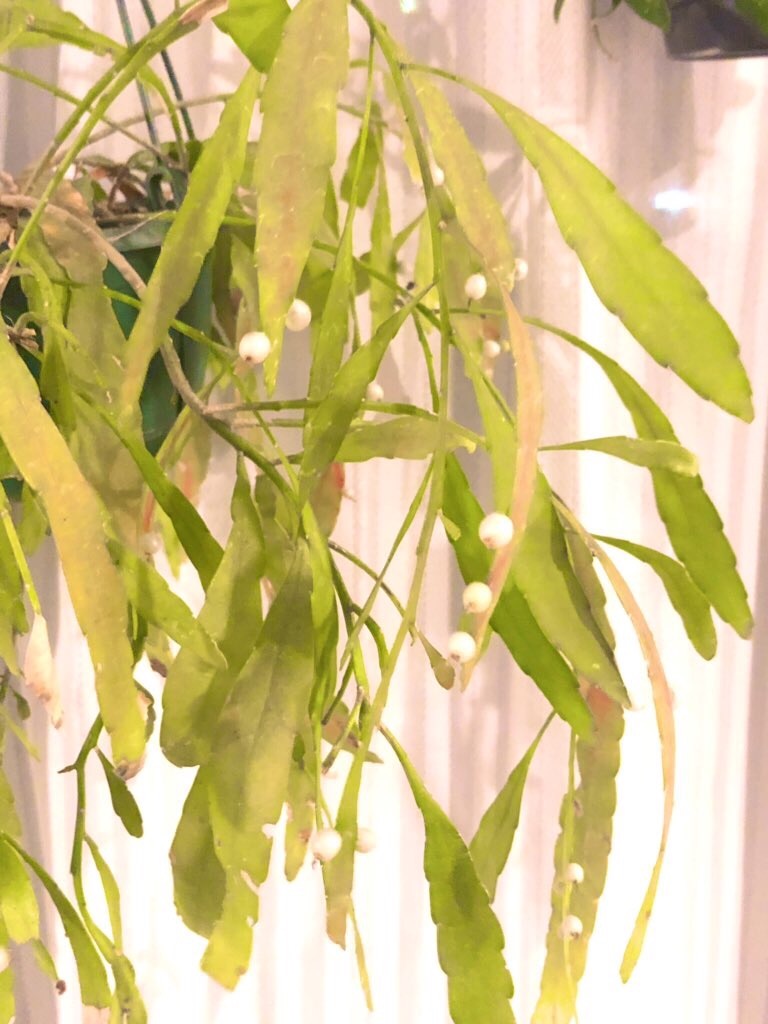 f:id:tef_rose:20191006004018j:image