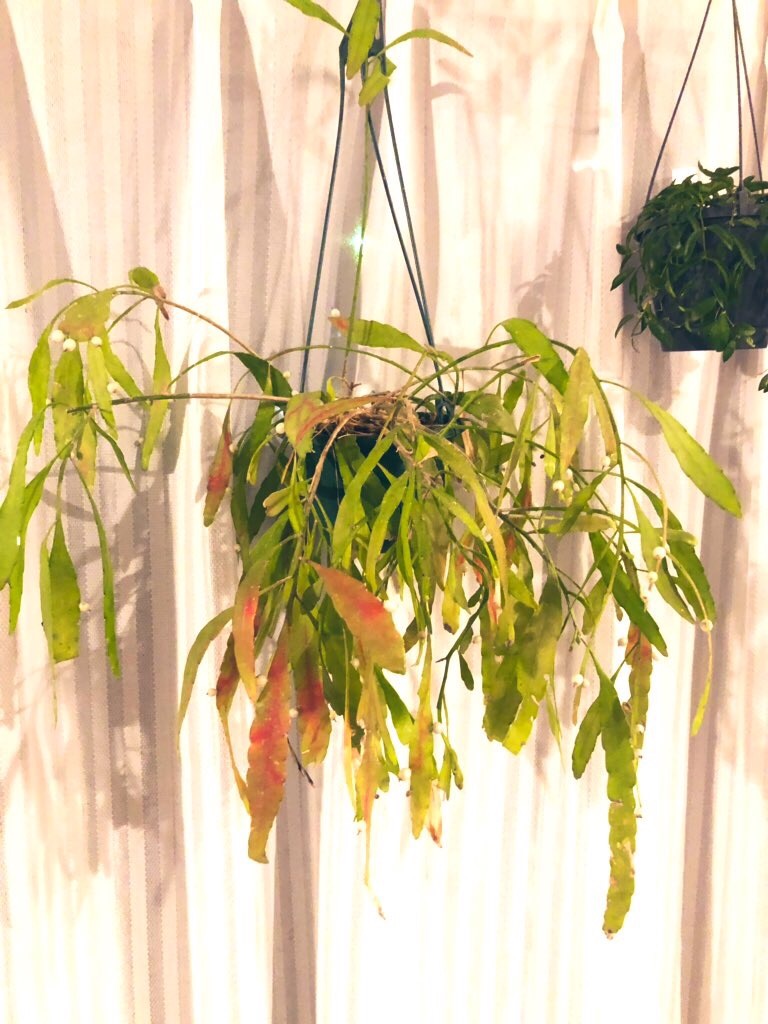 f:id:tef_rose:20191006004023j:image