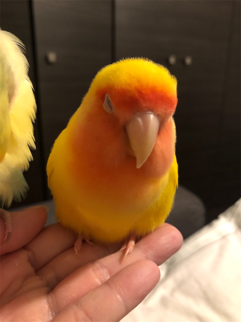 f:id:tef_rose:20191006013344j:image