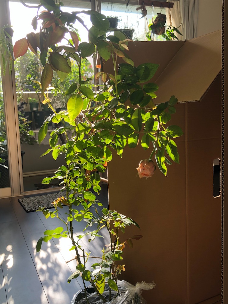 f:id:tef_rose:20191006233248j:image