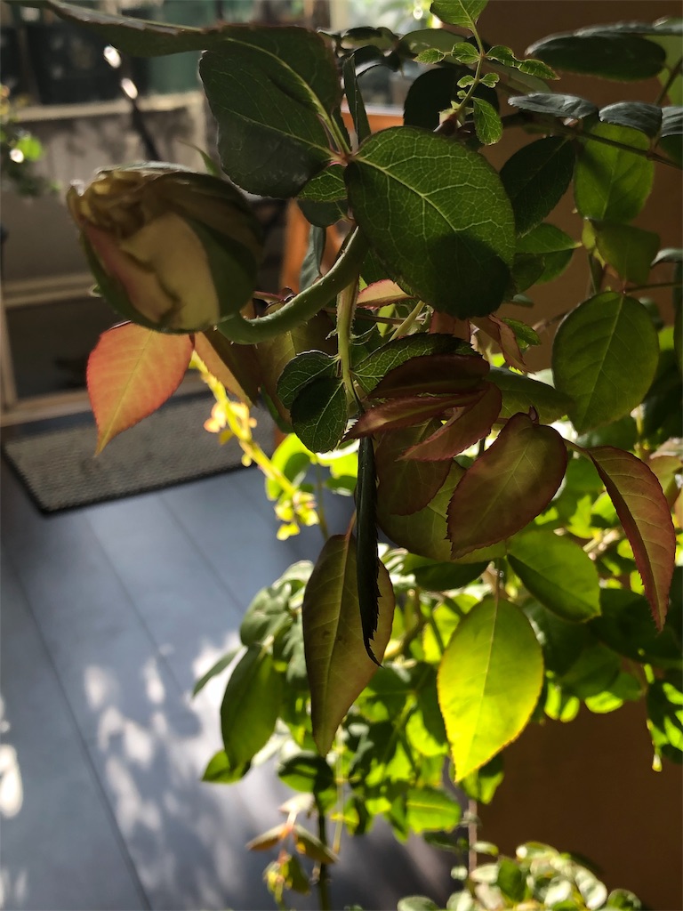 f:id:tef_rose:20191006233252j:image