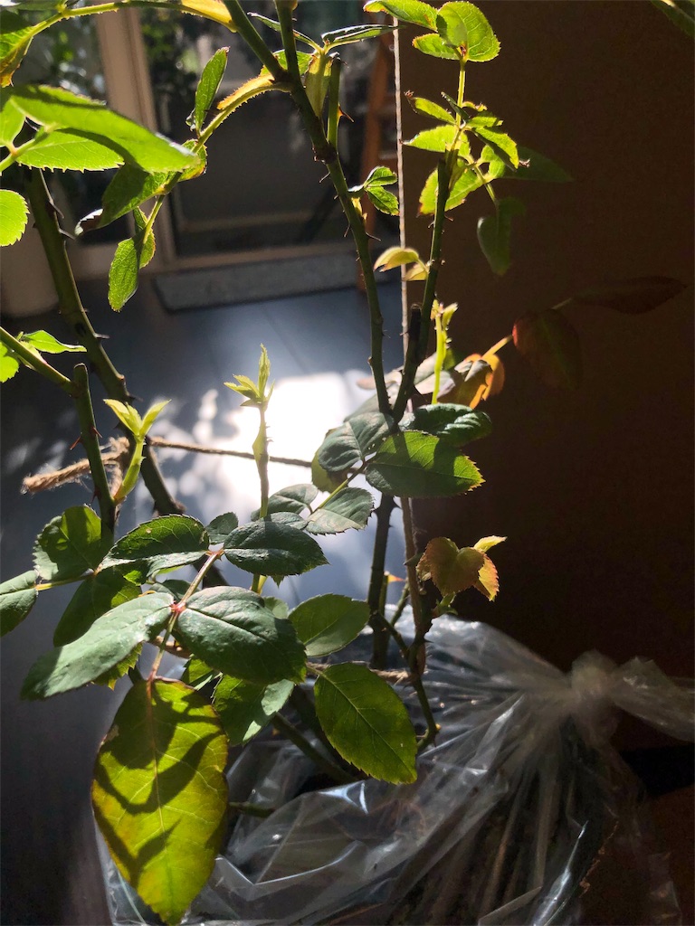f:id:tef_rose:20191006233259j:image