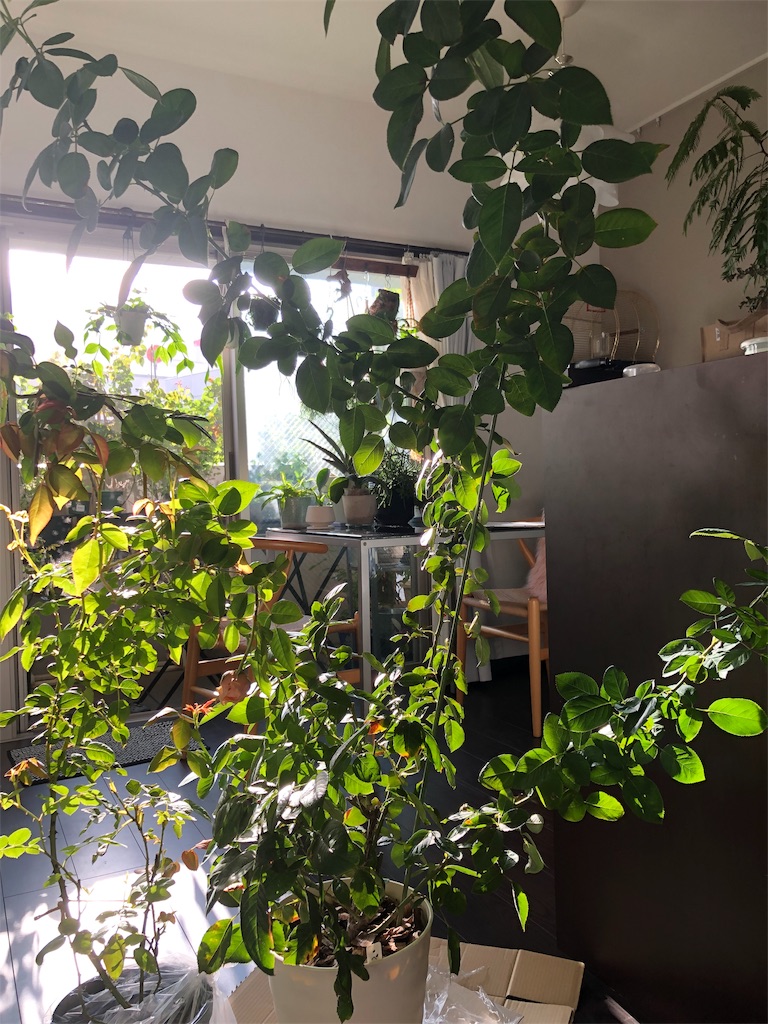 f:id:tef_rose:20191006233302j:image