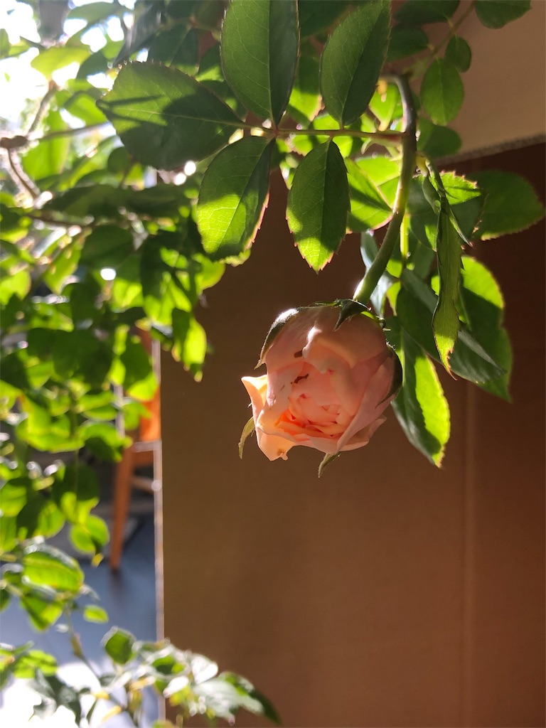 f:id:tef_rose:20191006233307j:image