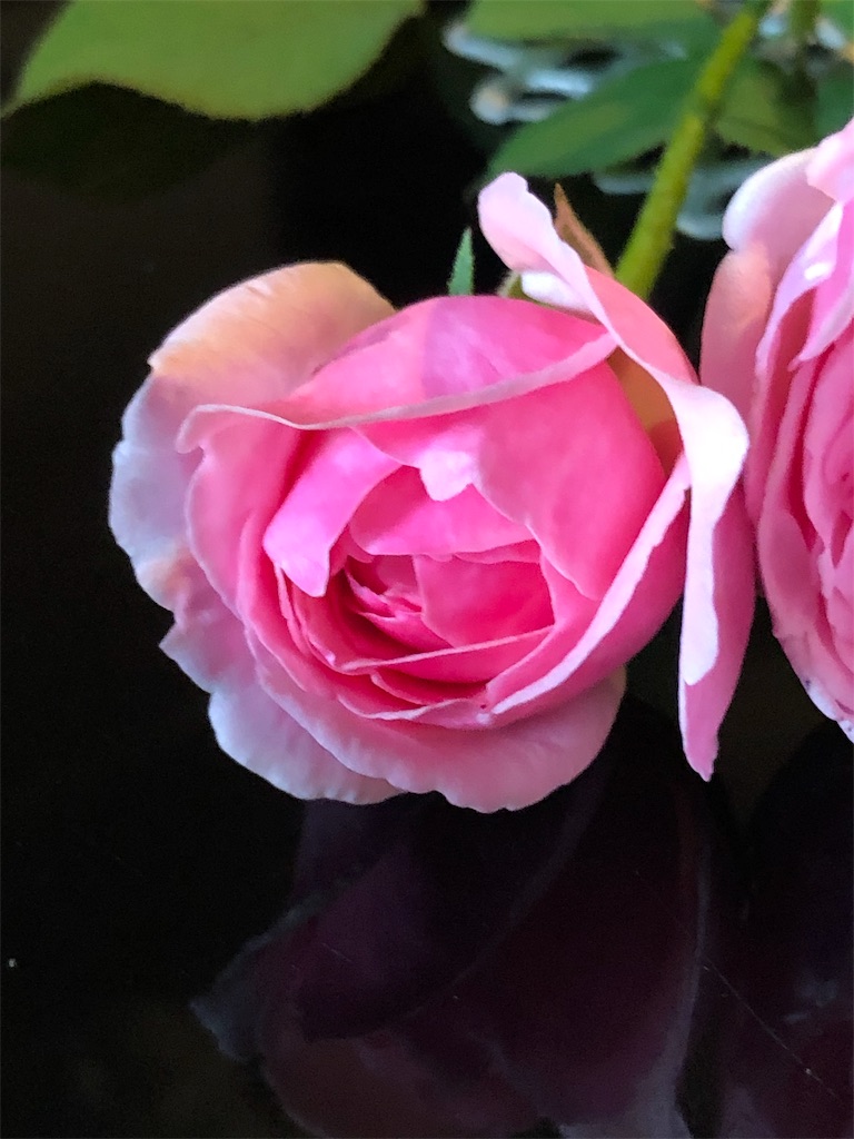 f:id:tef_rose:20191006233337j:image
