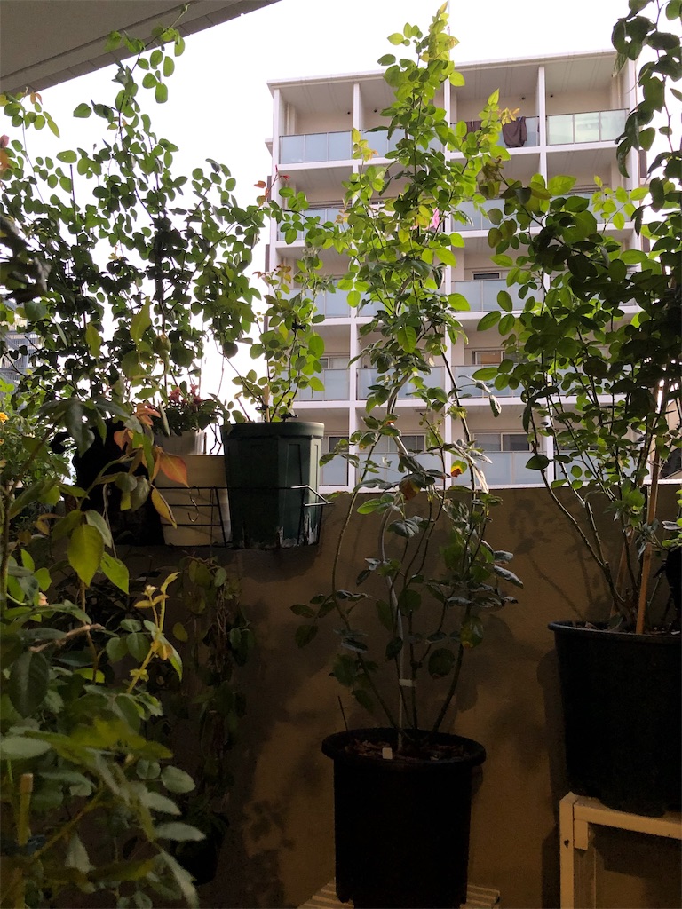 f:id:tef_rose:20191006234047j:image