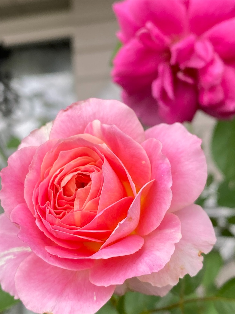 f:id:tef_rose:20191011023618j:image