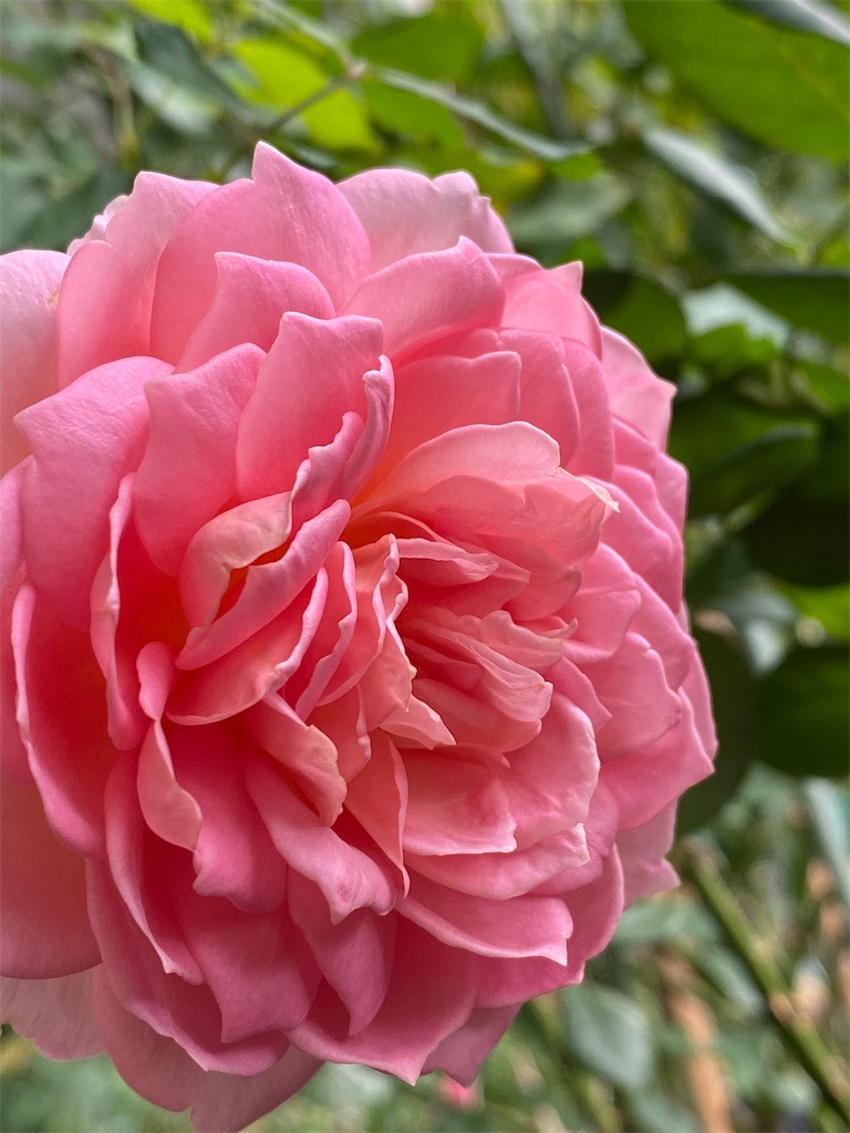 f:id:tef_rose:20191011023625j:image