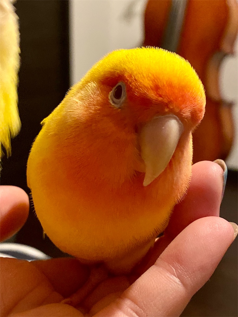 f:id:tef_rose:20191011025828j:image