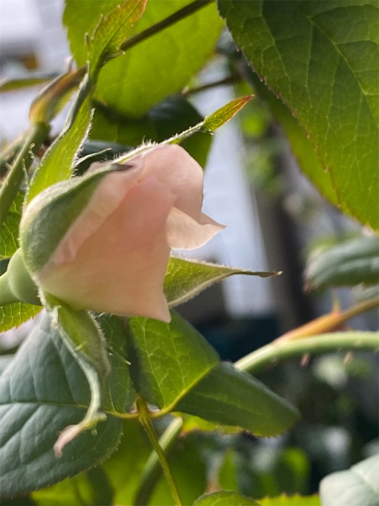 f:id:tef_rose:20191011025834j:image