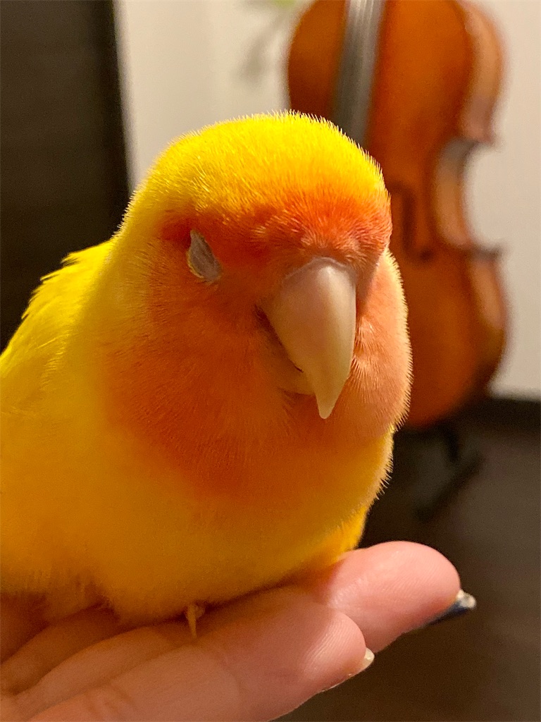 f:id:tef_rose:20191011025837j:image